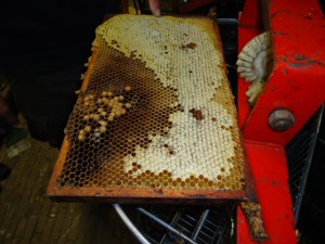 GSL schilderworksjop bij Els 31 augstus 2013 026