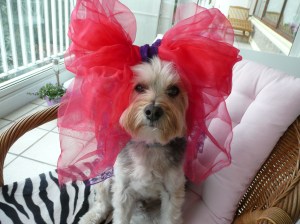 GSL fietstocht door het Westland 1-8-15 006