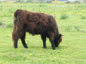 GSL Fietsen op Landtong Rozenburg 35-6-16 014
