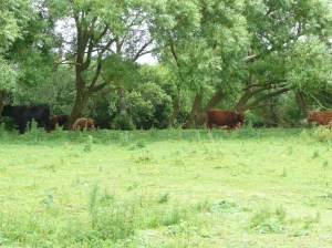 GSL Fietsen op Landtong Rozenburg 35-6-16 016