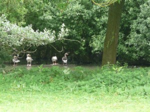 GSL Fietsen op Landtong Rozenburg 35-6-16 017