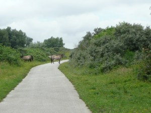 GSL Fietsen op Landtong Rozenburg 35-6-16 030