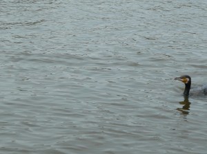 GSL Polderpoort 23-7-2016 014